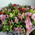 Bouquet of alstromeries 5