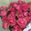 Bouquet of cream spray roses 3