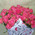 Bouquet of cream spray roses 4