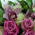 Bouquet of roses and orchids 3