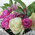 Bouquet of roses and orchids 4