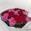 Bouquet of pink and red roses 3