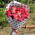 Bouquet of pink roses and alstromeries 3