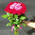 Heart of roses bouquet 5