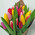 Bouquet of spring tulips 2