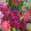 Enchanting bouquet 10