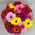 Gerberas in the box 5