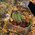 Basket with fruit 1