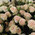 Beautiful bouquet of spray roses 3