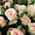 Beautiful bouquet of spray roses 4
