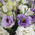 Mixed bouquet of eustomas in a box 4