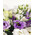 Mixed bouquet of eustomas in a box 6