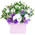Mixed bouquet of eustomas in a box