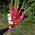 Small bouquet gladiolus 1