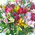Bright bouquet of alstroemerias 5