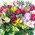 Bright bouquet of alstroemerias 6