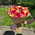 Bright bouquet of 101 multi-colored roses 8