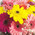 Bright bouquet of roses and gerberas 7