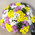 35 spray chrysanthemums 1