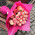 Bouquet of 25 roses Jumilia 1