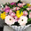 Bouquet of lilies and gerberas 4