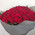 Buy 101 roses of Cherkassy 2