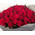Buy 101 roses of Cherkassy 3