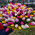 A beautiful bouquet of 101 tulips 3