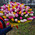 A beautiful bouquet of 101 tulips 4