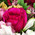 Multicolored bouquet of alstroemerias and roses 7