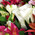 Multicolored bouquet of alstroemerias and roses 8
