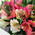 Glorious bouquet of alstroemerias 6