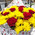 Bright bouquet of roses and chrysanthemums 2