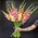 Bouquet from 25 multicolored gladiolus 1