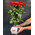 Bouquet of roses and Raffaello 1