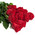 11 meter long roses