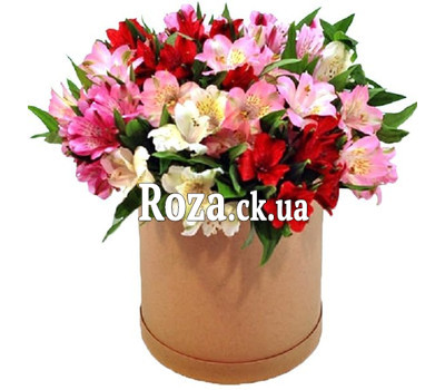 Elasticated Alstroemeria Box