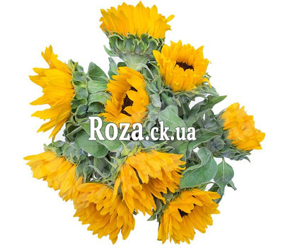 Соняшники в букеті