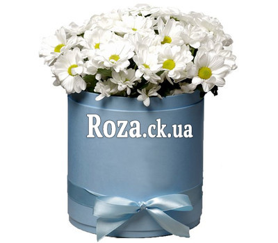 Chamomile chrysanthemums in a box