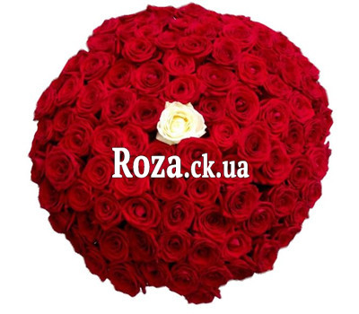 100 red roses with one white