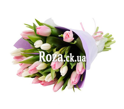 25 white and pink tulips
