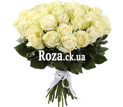 31 white imported rose