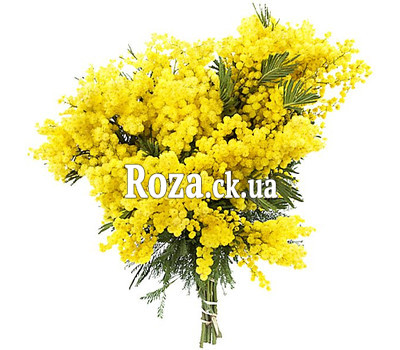 Гарний букет мімози