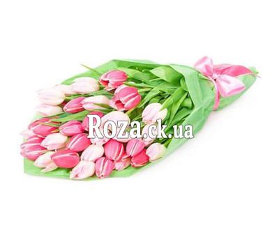 31 white and pink tulip