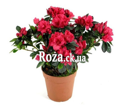Azalea