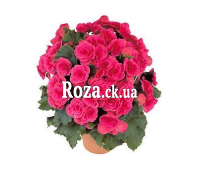 Begonia