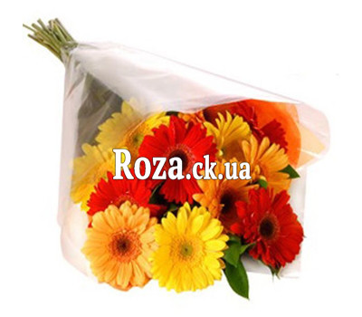 Bouquet of gerberas in cellophane