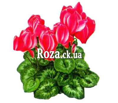 Cyclamen