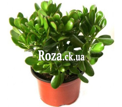 Money tree