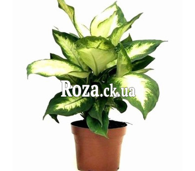 Dieffenbachia